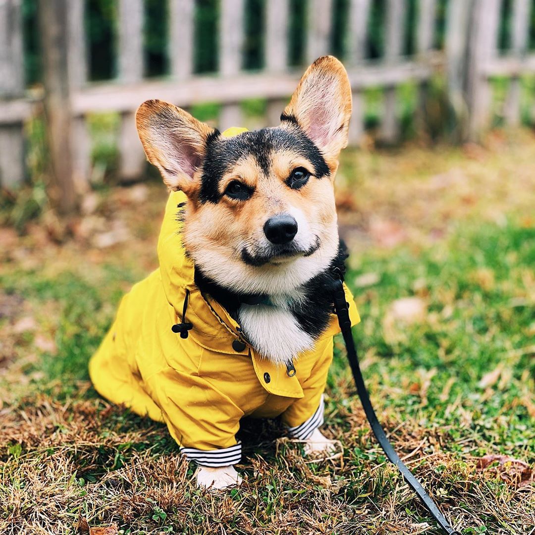 Waterproof Pet Dog Coat for Sm - Outdoor Sport Coat recension och pris