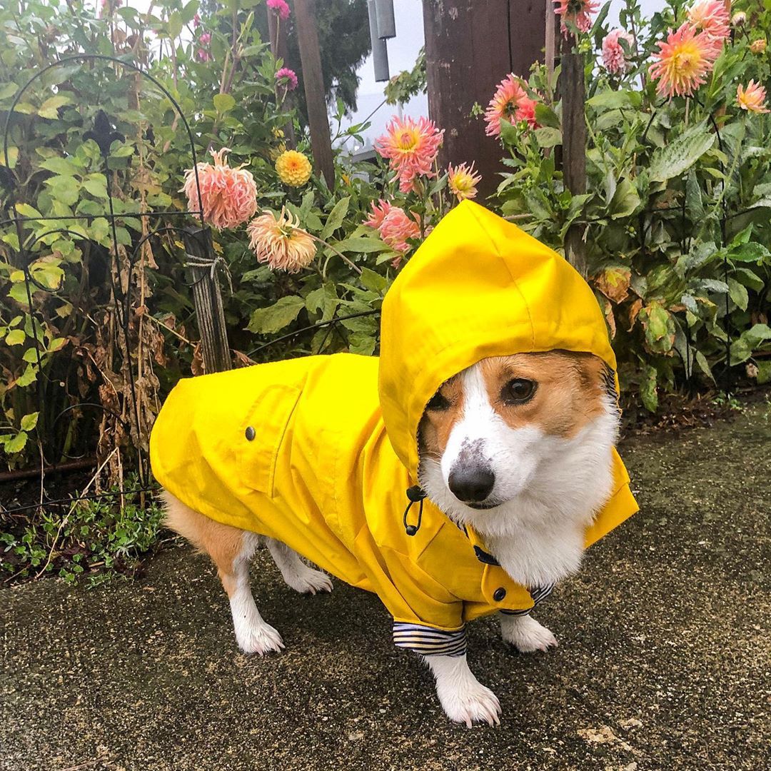 Waterproof Pet Dog Coat for Sm - Outdoor Sport Coat recension och pris