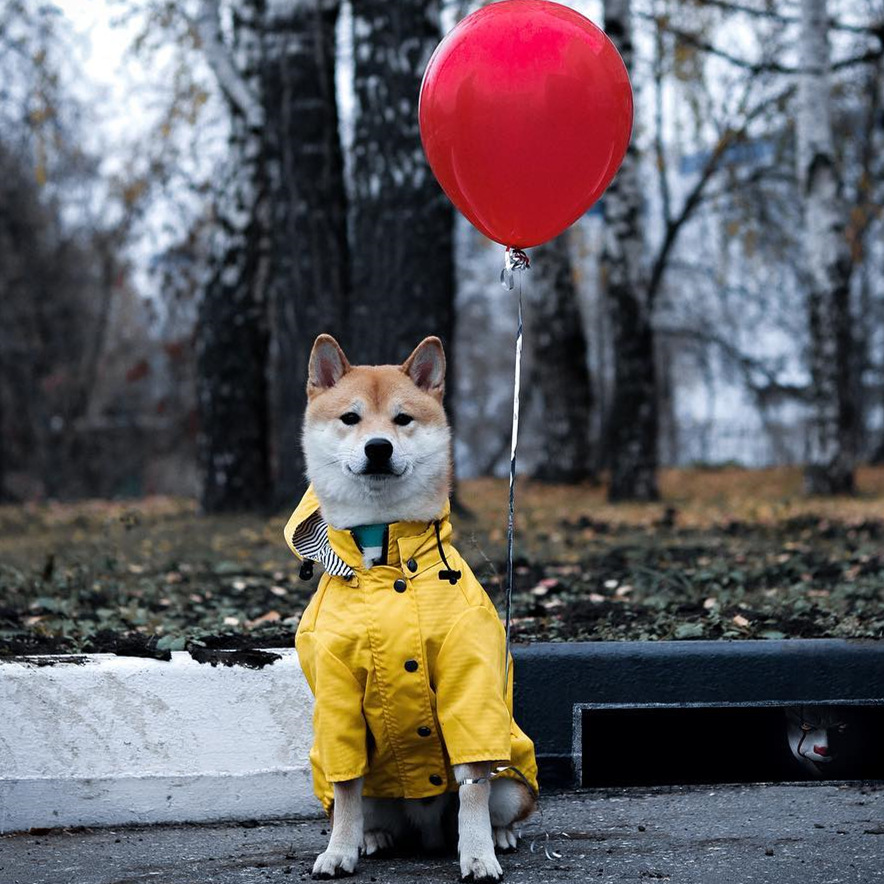 Waterproof Pet Dog Coat for Sm - Outdoor Sport Coat recension och pris
