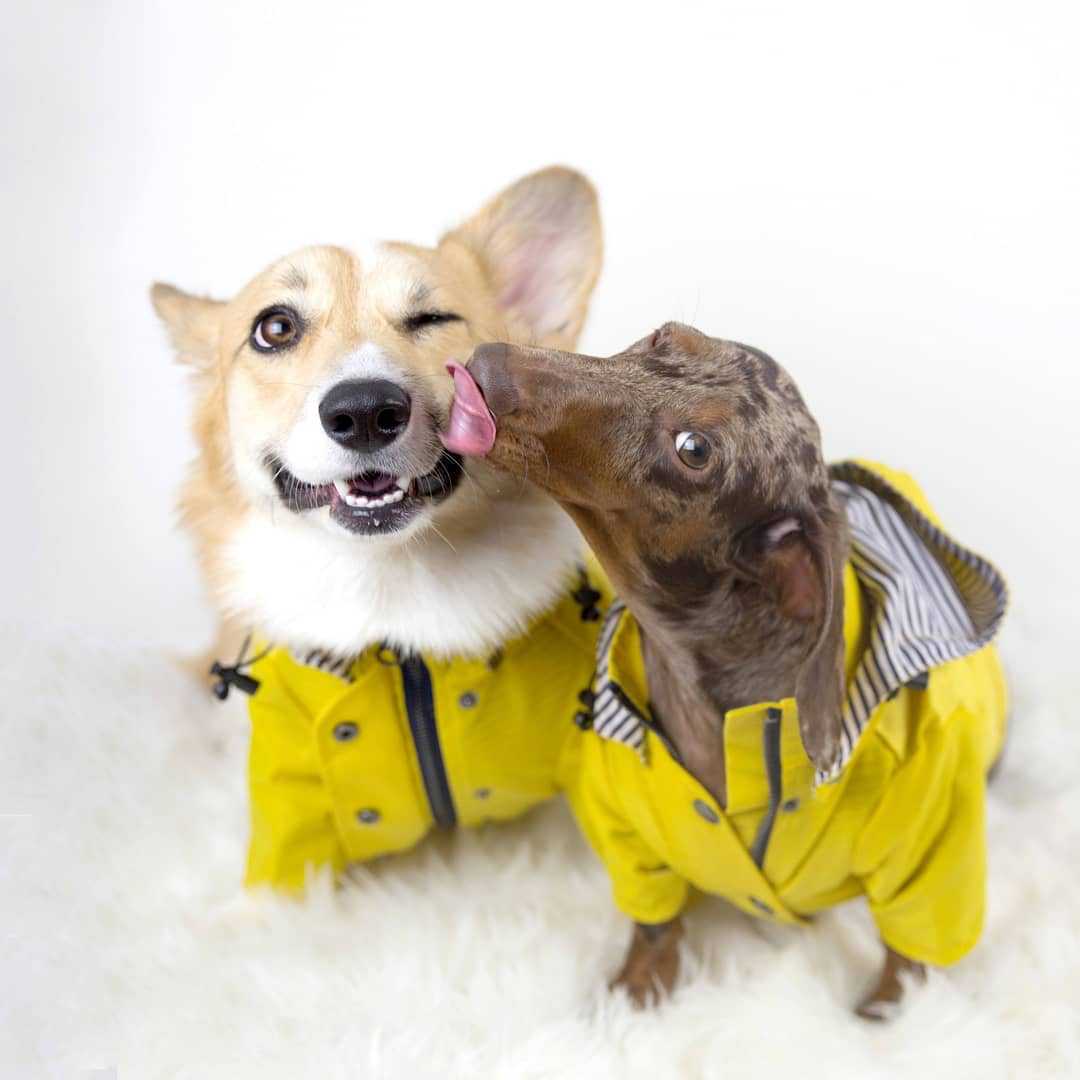 Waterproof Pet Dog Coat for Sm - Outdoor Sport Coat recension och pris